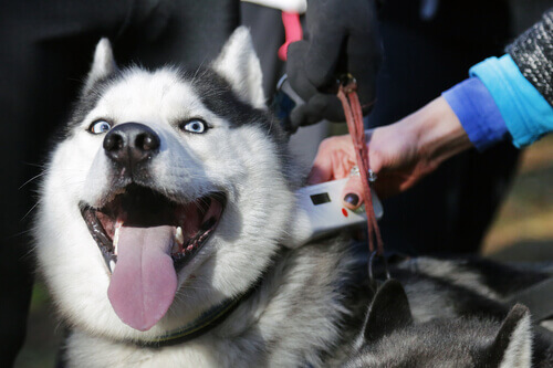 husky siberiano con il microchip