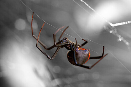 Conosciamo gli 8 ragni più pericolosi al mondo