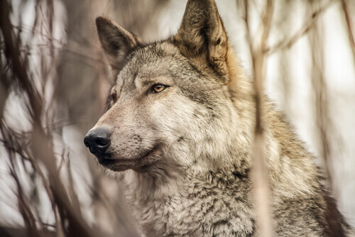 il muso di un cane lupo nella foresta