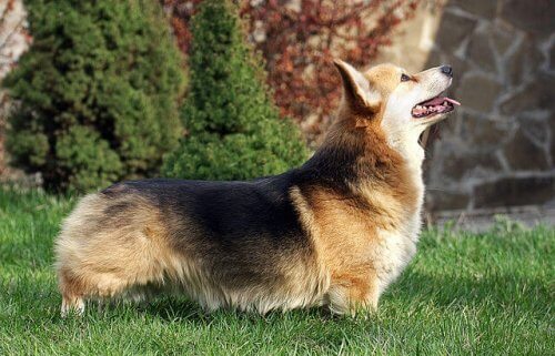 la corporatura del Welsh Corgi Pembroke
