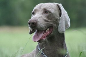 Weimaraner, un eccellente cane da caccia