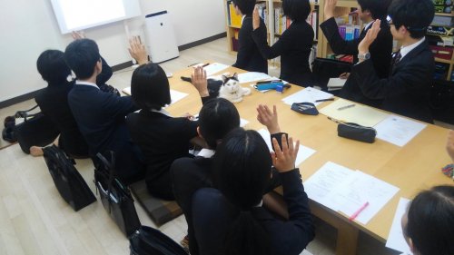 lavoratori con un gatto in ufficio