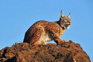Specie di lince