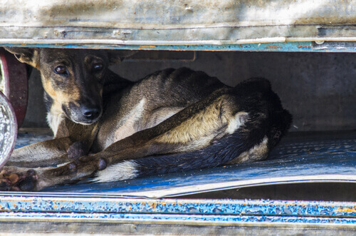 meticcio nascosto in un buco