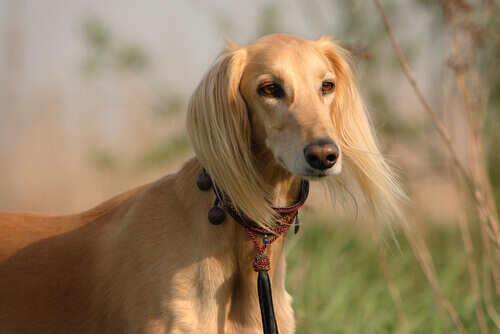 muso e tesa del Saluki