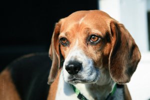 8 razze canine europee da non perdere