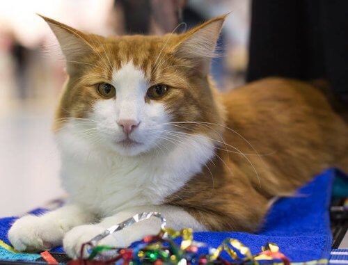 Gatto delle foreste norvegesi bianco e rosso