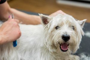 Prendersi cura del pelo del cane in estate