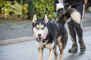 Dimagrire e perdere peso con il vostro cane