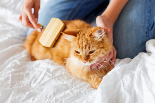 Come trattare i boli di pelo nel gatto