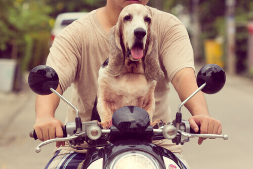 Come viaggiare in moto con il cane?