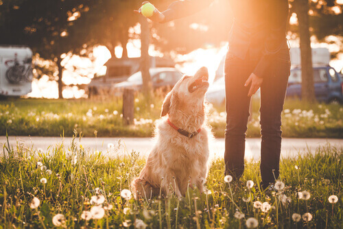 padrone mostra pallina al cane nel parco