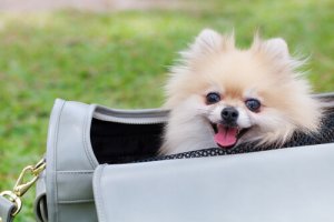 È giusto portare il vostro cane in una borsa?