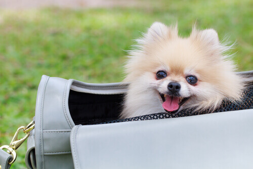 È giusto portare il vostro cane in una borsa?