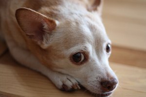 Esistono test allergologici per cani?