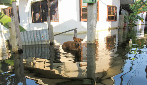 Alluvione: prendersi cura del proprio animale domestico