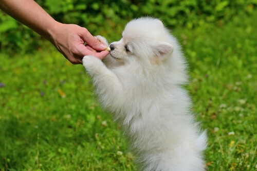 cucciolo di volpino bianco mangia crocchetta offerta dal padrone