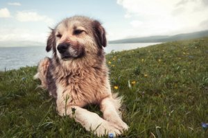 7 cause di problemi di comportamento nei cani