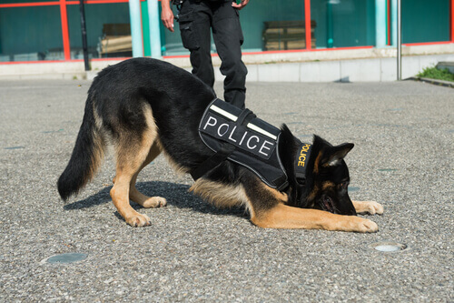 Quali sono le qualità dei cani poliziotto?