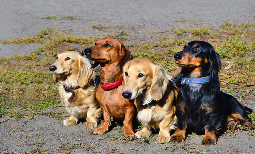 Quattro cagnolini