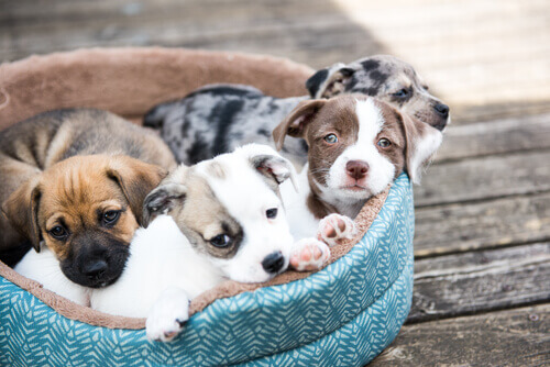 quattro cuccioli di cane nella cuccia