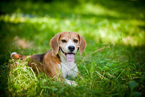 razze di cani adatti al clima caldo