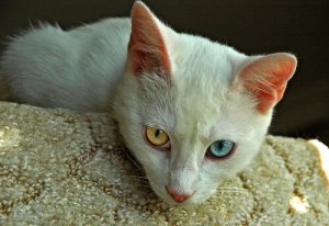 Scopriamo le razze di gatti più antiche