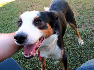 La salute mentale dei vostri animali domestici