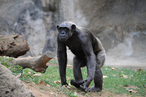 scimpanzé nella foresta 