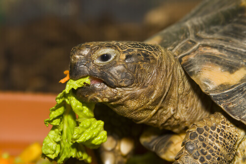 Alimentazione ideale per una tartaruga
