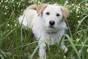 Terza palpebra nei cani: di cosa si tratta?