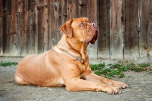 Quanti tipi di cani di razza Dogo esistono?