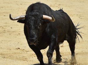 Conoscete la storia del toro de lidia
