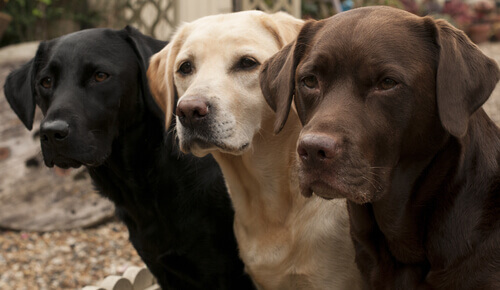 tre cani labrador di colori diversi