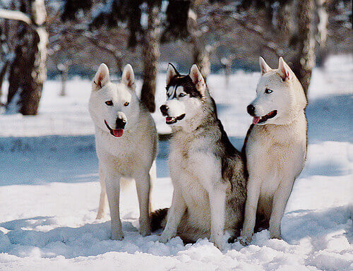 tre husky siberiani sulla neve