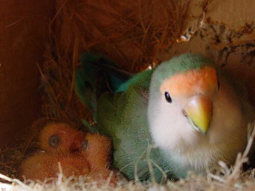 pappagallino colorato
