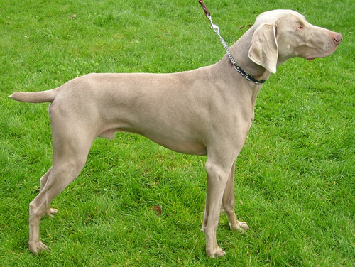 Weimaraner di profilo