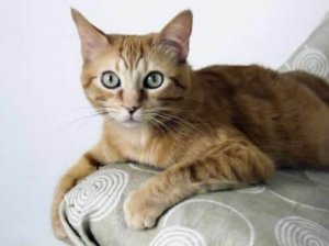 Brazilian Shorthair, la razza di gatti nata nelle strade