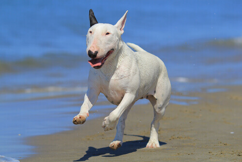 un Bull Terrier corre sul bagnasciuga