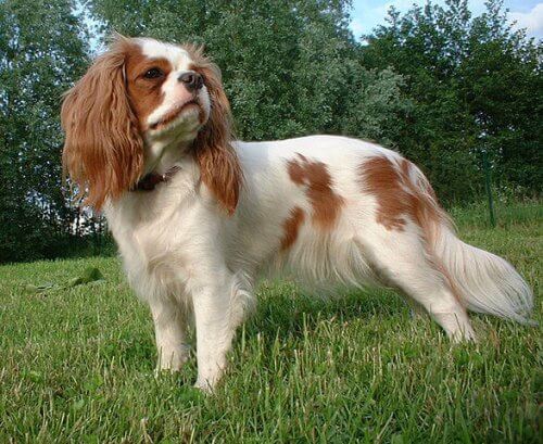un Cavalier King Charles Spaniel bianco e marrone