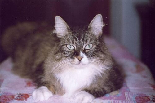 un Gatto delle foreste norvegesi riposa sdraiato