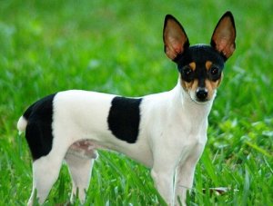 Toy Fox Terrier, una razza davvero formidabile