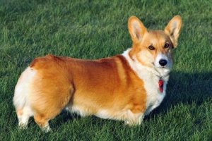 Welsh Corgi Pembroke: un cane molto intelligente