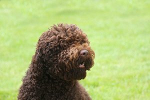 Vi presentiamo il Barbet, il cane d'acqua francese