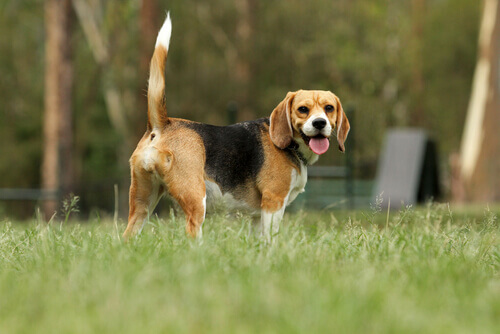 un beagle in giardino