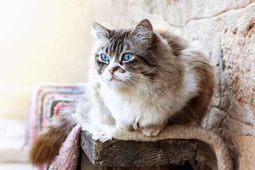 gatto con occhi azzurri seduto su tronco