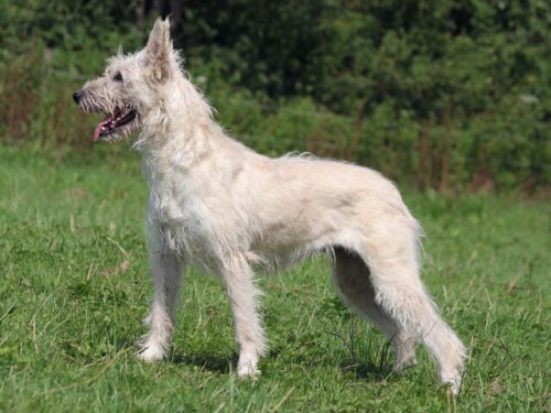 Bovaro delle Ardenne, un cane rustico ma molto docile