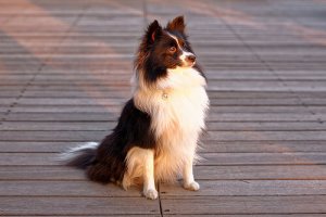 La forfora nei cani: cause, cura e rimedi fai da te