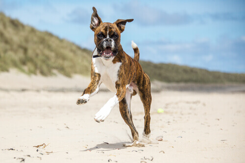 un boxer che salta sulla spiaggia