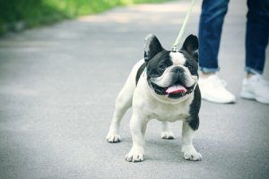 Cistite nei cani: cause, sintomi e cure